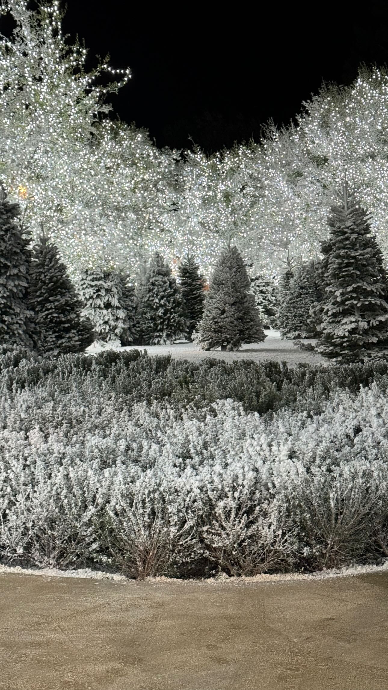 Christmas trees at Kim Kardashian's house.