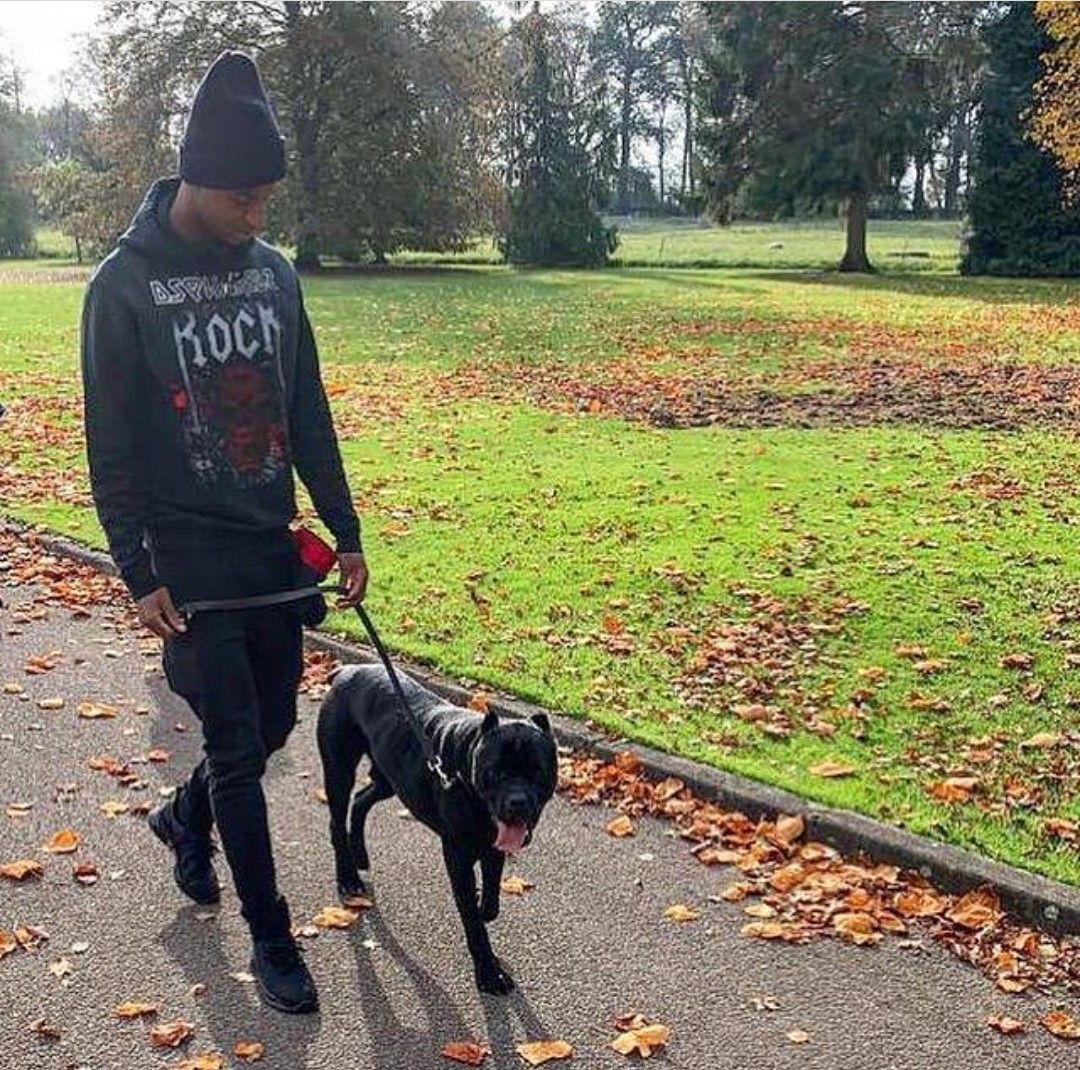 Marcus and his dog #MarcusRashford  | Marcus rashford, Soccer guys, Marcus