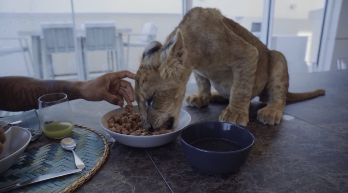 LION KING: Memphis Depay plays and poses with the Liger despite the warnings about ex-Man Utd star's pet - A mini animal that cross between a tiger and lion