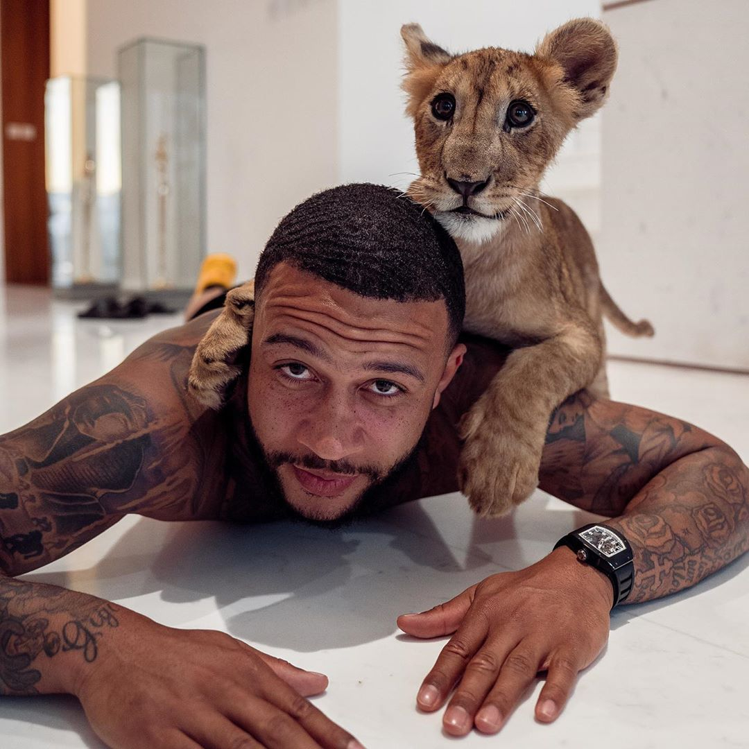 LION KING: Memphis Depay plays and poses with the Liger despite the warnings about ex-Man Utd star's pet - A mini animal that cross between a tiger and lion