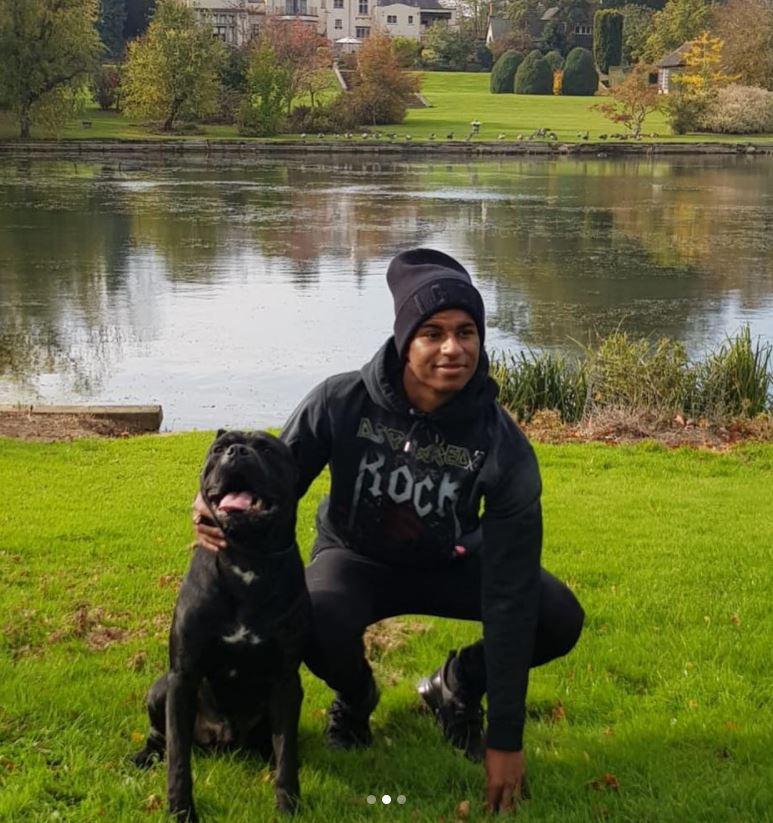 Chaperone K9: Marcus Rashford, Phil Jones and more Premier League stars have invested in security dogs | The Sun