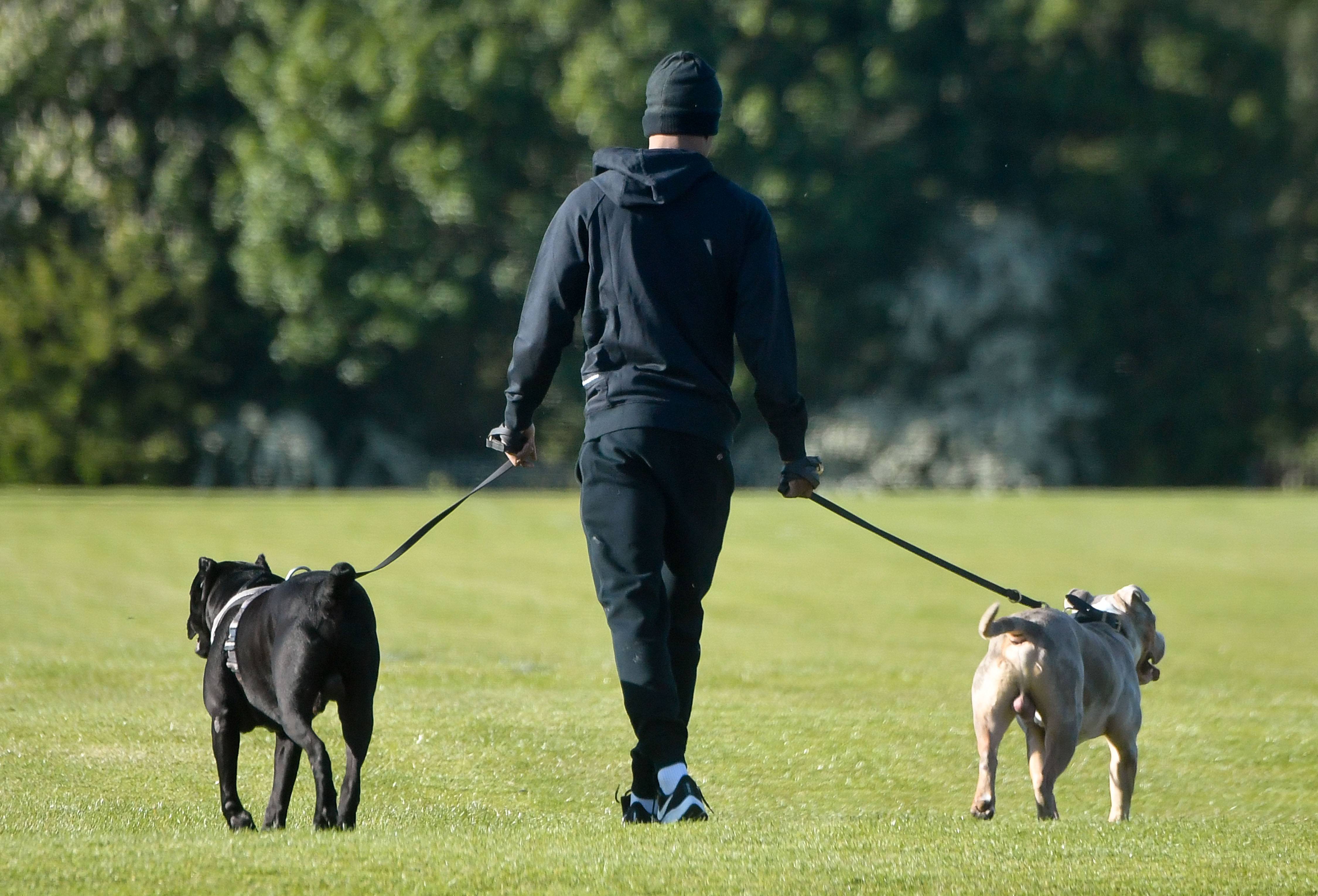 Man United striker Marcus Rashford plays keepy-uppy with his pet dogs in a park | The Sun